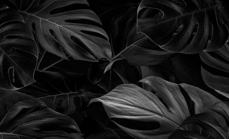 wallpaper:e5rvq-_rhpw= black